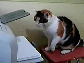 For Cat People Only  -  Cats vs. Printers  |  Printer induced systemic nervous...