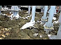 niewspółosiowość - żaden proble |  Na to idzie instalacja tysiąc razy sztywniejsza od tej konstrukcji. Tego nikt...
