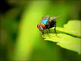 What ''Color'' To Paint A Fly?  |  How about Alclad II prismatic shades? --Posted via NewsDemon.com - Premium...