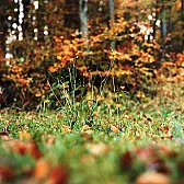 Jakie firmy produkowały w Niemczech V1, V2 i V3? |  W dniu 20.11.2021 o 13:48, Zenek Kapelinder pisze:  Pisałeś wcześniej, że...