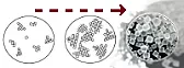 which materials are not dissolved by liquid Si?  | &laquo; previous thread