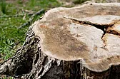 pulling OUT trees with a winch? |  hey, this is a question i've had on my mind for a long time and havebeen...