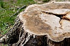 pulling OUT trees with a winch? |   hopefully there's someone somewhere =A0i wasStill a reasonable amount of...