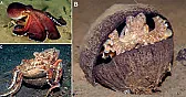 Tool Use Found in Octopuses | next thread &raquo;
