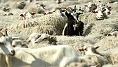 Zwei Phasen Gleichrichtung  | &laquo; previous thread