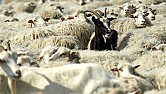 Zwei Phasen Gleichrichtung  | &laquo; previous thread