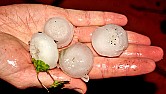 Most incredible hail storm (pictures)  |  Babies!  :)  Altho still tough on roofs, cars, etc., ...  We're so dry ...