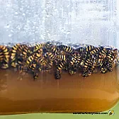 OT? Need yellow jacket repellent |   OR ...     :o)
