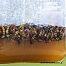 OT? Need yellow jacket repellent | &laquo; previous thread