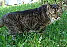 Shop cats update  |  We must have a sign  on our farm inviting all wayward cats. Milady now buys four...