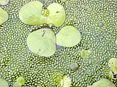 Artificial Reflective Duckweed for Swimming Pools  | http://groups.google.com/group/alt.philosophy/browse_frm/thread/ca7ec1820a004f55/80a2078492acf3d9?hl=en&lnk=gst&q=first+responders#80a2078492acf3d9
