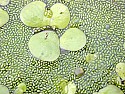 Artificial Reflective Duckweed for Swimming Pools  | http://groups.google.com/group/alt.philosophy/browse_frm/thread/ca7ec1820a004f55/80a2078492acf3d9?hl=en&lnk=gst&q=first+responders#80a2078492acf3d9
