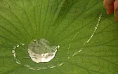 water-shedding-est material?  |  Yes.-CF2-CF3 ended surface is much less wettable than -CF2- (PTFE). ...