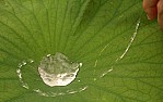 water-shedding-est material?  | next thread &raquo;