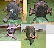 What is it? Monday Edition  |  Here are a few visitor submitted items that won't make it to the web site...