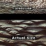  incrustrations on a Dragon   |  I  have to put   (fish type)  scales on a Dragon I have just drawn, to...