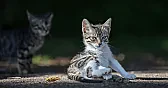 Cats and Models - Help  |  The cat rode it for over a block and a half, then sedately walked back home like...