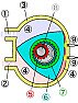 rotary engine -- what's the name ??  |  Here's another link with photos of actual...